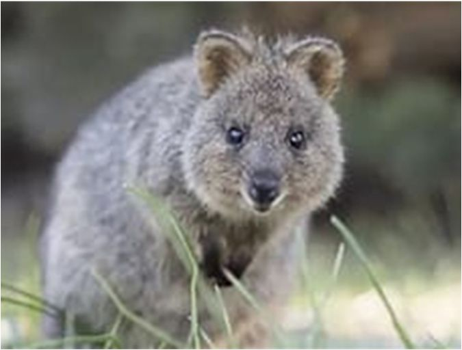 7 Tage Lifestyle Perth Itineray Quokka auf Rottnest Island