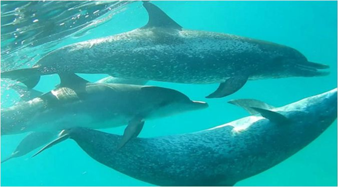 7 Tage Lifestyle Perth Itineray Schwimmen mit Delphinen in Rockingham