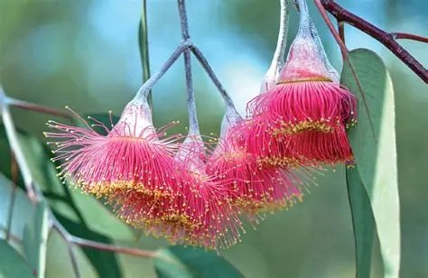 Australian native wildflowers